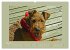 Kelly, der Irish Terrier - innen und... - Bild 10