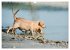 Labradore im Wasser (Wandkalender 2026... - Bild 13