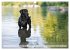 Labradore im Wasser (Wandkalender 2026... - Bild 3