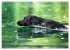 Labradore im Wasser (Wandkalender 2026... - Bild 4