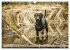 Labradore im Wasser (Wandkalender 2026... - Bild 5
