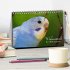 Wellensittiche - der NEUE Kalender... - Bild 2