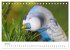 Wellensittiche - der NEUE Kalender... - Bild 12