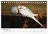 Wellensittiche - der NEUE Kalender... - Bild 15