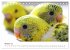 Wellensittiche - der NEUE Kalender... - Bild 3