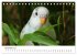 Wellensittiche - der NEUE Kalender... - Bild 4