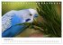 Wellensittiche - der NEUE Kalender... - Bild 5