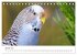 Wellensittiche - der NEUE Kalender... - Bild 7