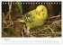 Wellensittiche - der NEUE Kalender... - Bild 10