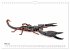 WIRBELLOS (Wandkalender 2026 DIN A4... - Bild 11