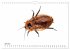 WIRBELLOS (Wandkalender 2026 DIN A4... - Bild 12