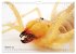 WIRBELLOS (Wandkalender 2026 DIN A4... - Bild 3