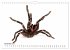 WIRBELLOS (Wandkalender 2026 DIN A4... - Bild 4