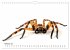WIRBELLOS (Wandkalender 2026 DIN A4... - Bild 8