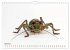 WIRBELLOS (Wandkalender 2026 DIN A4... - Bild 10