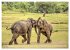 Sri Lanka - Tempel, Tee und Elefanten... - Bild 11