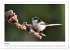 Heimische Gartenvögel - Gefiederte... - Bild 12