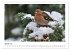 Heimische Gartenvögel - Gefiederte... - Bild 6