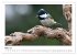 Heimische Gartenvögel - Gefiederte... - Bild 8