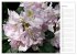 Rhododendron Schönheiten im Garten... - Bild 13