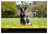 Australian Cattle Dogs zwischen Kunst... - Bild 11
