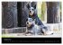 Australian Cattle Dogs zwischen Kunst... - Bild 14