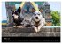 Australian Cattle Dogs zwischen Kunst... - Bild 9