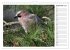 Gefiederte Freunde - Unsere heimischen... - Bild 15