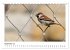 Heimische Gartenvögel - Gefiederte... - Bild 15