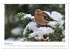 Heimische Gartenvögel - Gefiederte... - Bild 7