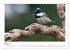 Heimische Gartenvögel - Gefiederte... - Bild 9