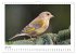 Heimische Gartenvögel - Gefiederte... - Bild 12
