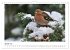 Heimische Gartenvögel - Gefiederte... - Bild 7