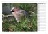 Gefiederte Freunde - Unsere heimischen... - Bild 14