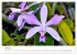 Vielfalt der Orchideen (hochwertiger... - Bild 12