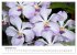 Vielfalt der Orchideen (hochwertiger... - Bild 4