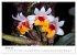 Vielfalt der Orchideen (hochwertiger... - Bild 6