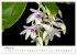Vielfalt der Orchideen (hochwertiger... - Bild 7