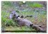 Fischotter, flinke Jäger (Wandkalender... - Bild 12