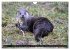Fischotter, flinke Jäger (Wandkalender... - Bild 13