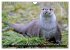 Fischotter, flinke Jäger (Wandkalender... - Bild 14
