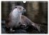 Fischotter, flinke Jäger (Wandkalender... - Bild 15