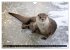 Fischotter, flinke Jäger (Wandkalender... - Bild 3