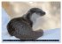 Fischotter, flinke Jäger (Wandkalender... - Bild 4