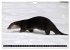 Fischotter, flinke Jäger (Wandkalender... - Bild 5