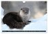 Fischotter, flinke Jäger (Wandkalender... - Bild 7