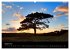New Forest - England (Wandkalender 2026... - Bild 14