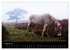 New Forest - England (Wandkalender 2026... - Bild 8