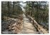 Pietzmoor - ein Hochmoor in der... - Bild 3