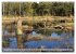 Pietzmoor - ein Hochmoor in der... - Bild 4